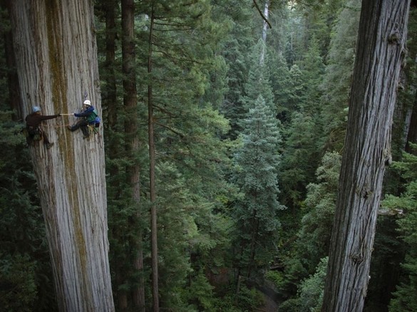 Things to do#4Climbing redwoods