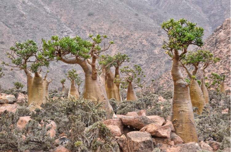 Socotra#1