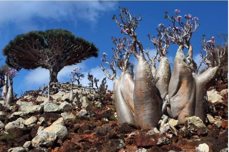 Socotra#2