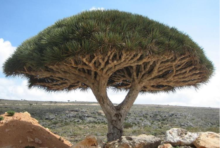 Socotra#3