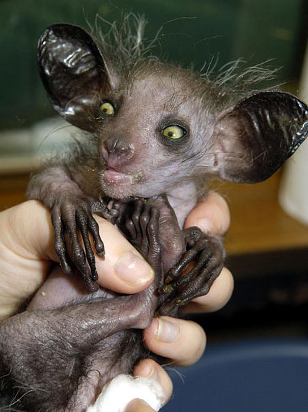 Unusual animals- Aye-Aye