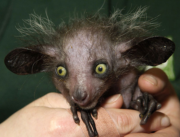 Unusual animals- Aye-Aye#2