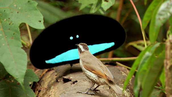 Unusual animals - Bird of Paradise