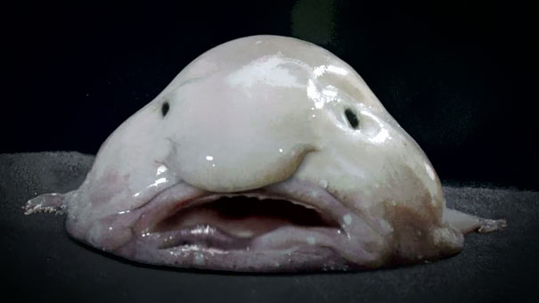 Unusual animals - Blob Fish