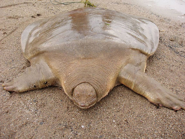 Unusual animals - Cantor’s Giant Soft Shelled Turtle