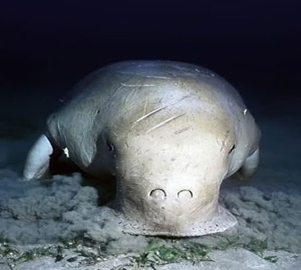 Unusual animals - Dugong