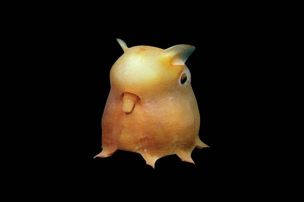 Unusual animals- Dumbo Octopus