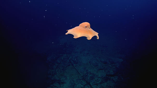 Unusual animals- Dumbo Octopus#2