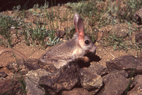 Unusual animals - Gobi Jerboa