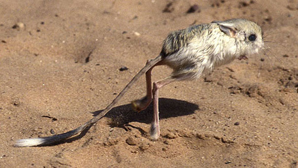 Unusual animals - Gobi Jerboa#2