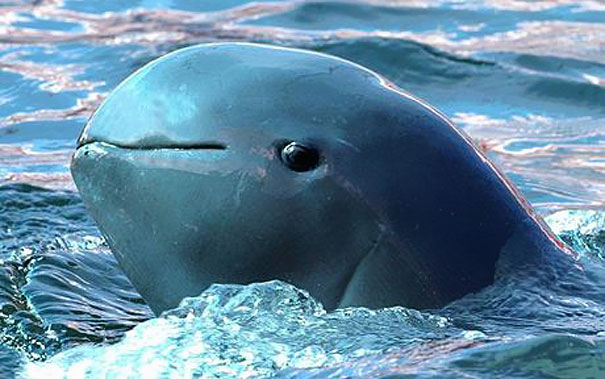 Unusual animals - Irrawaddy Dolphin#2