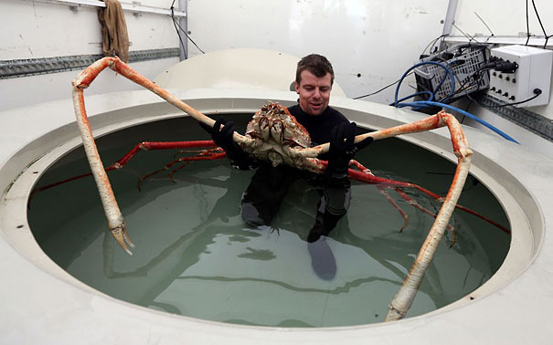 Unusual animals - Japanese Spider Crab