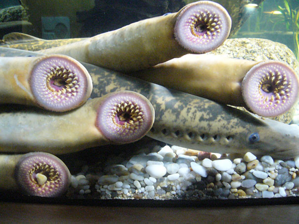 Unusual animals -Lamprey eel