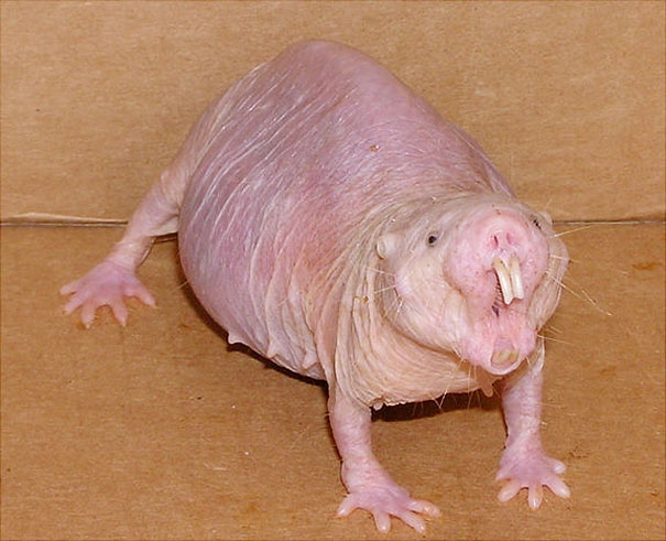 Unusual animals-Naked Mole Rat