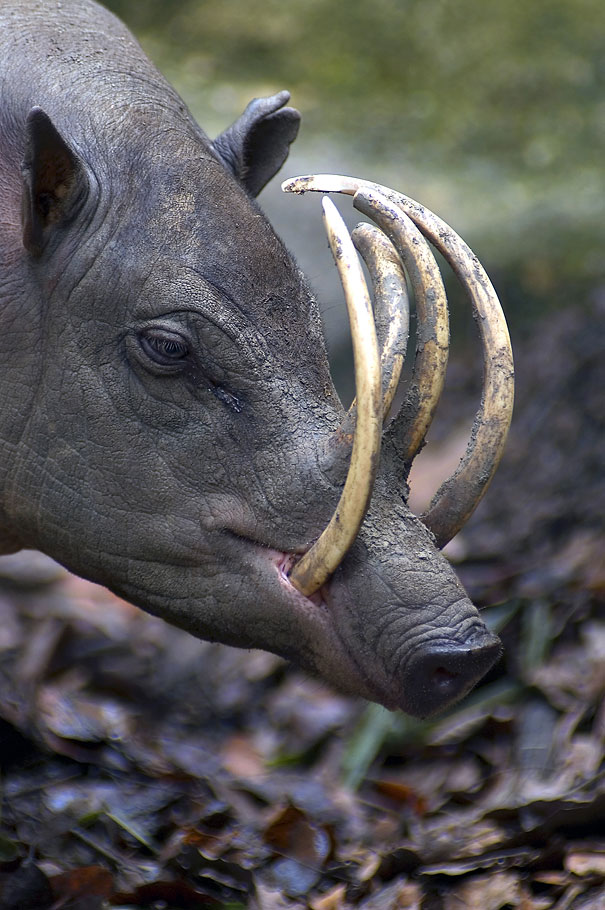 Unusual animals - The Babirusa