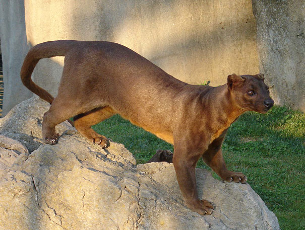 Unusual animals -The Fossa