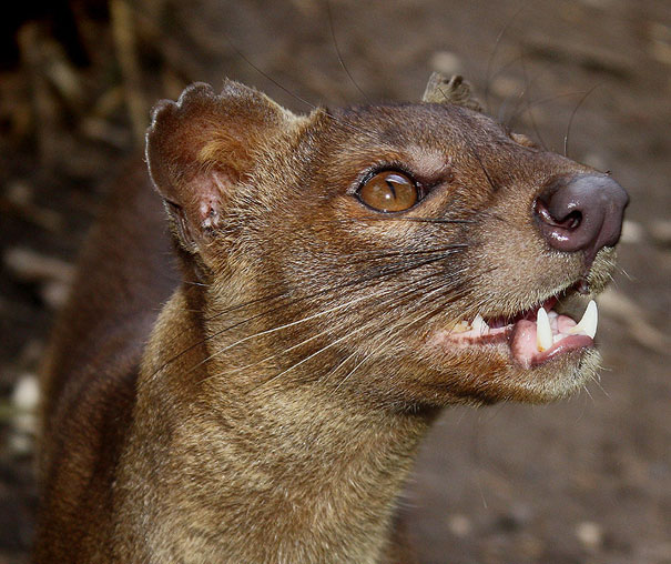 Unusual animals - The Fossa#2