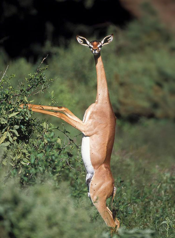 Unusual animals -The Gerenuk