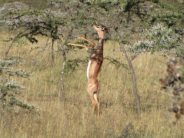 Unusual animals - The Gerenuk#2