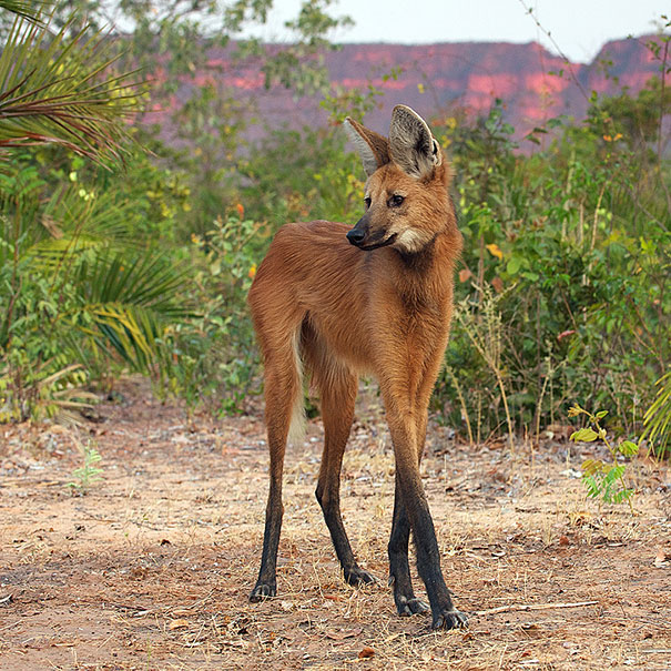 Unusual animals - The Maned Wolf