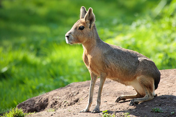 Unusual animals- The Patagonian Mara