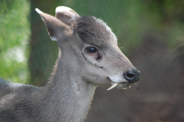 Unusual animals-Tufted Deer