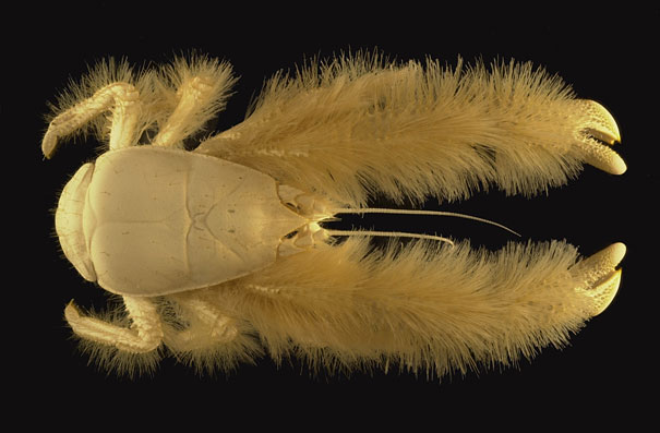 Unusual animals -Yeti Crab