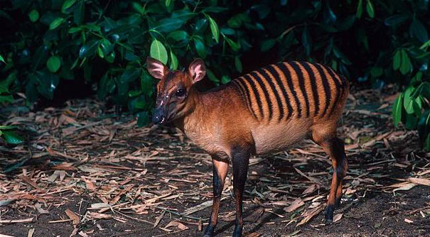 Unusual animals-Zebra Duiker