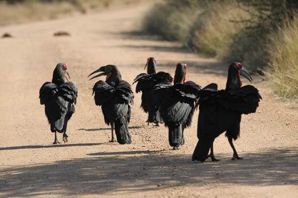 Animal road Blocks#10