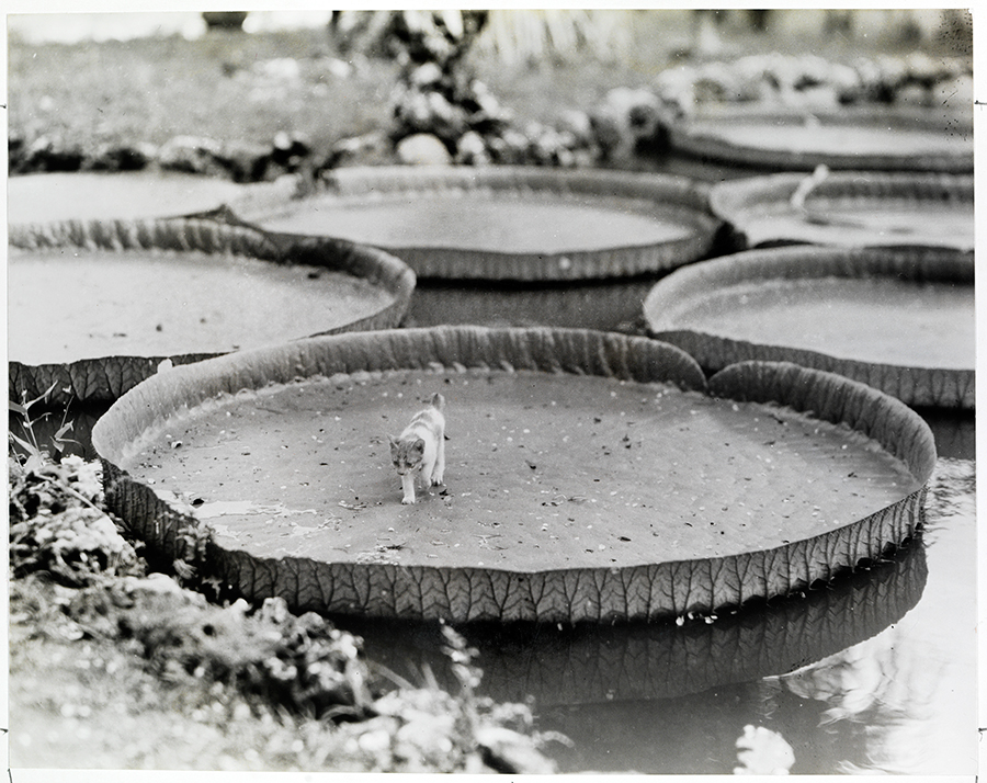 A kitten aboard a floating Victoria water lily pad in the Philippines, 1935