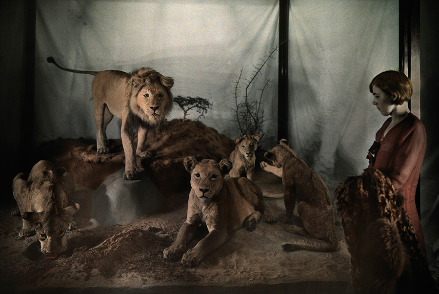 A woman gazes at lions in the Museum of Natural History in Washington, D.C. in 1931. These lions were brought to the U.S. from Africa by Theodore Roosevelt