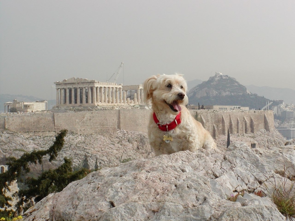 Dog at the Acropolis