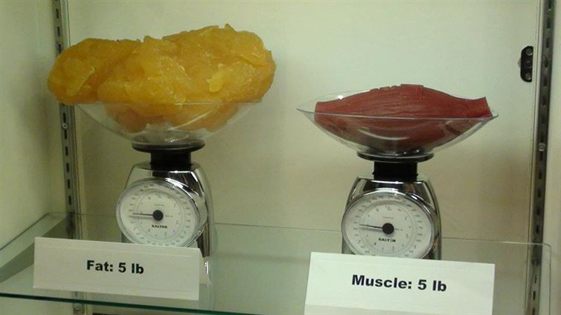 17. A comparison showing fat vs muscle