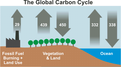 Global Carbon Cycle