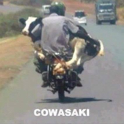 only-in-south-africa08