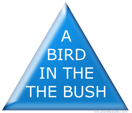 a-bird-in-the-bush