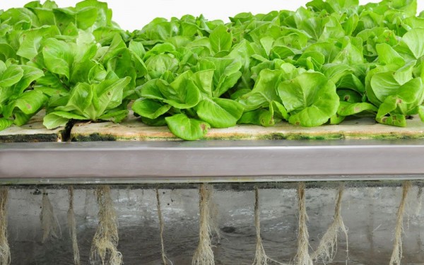 Aeroponics