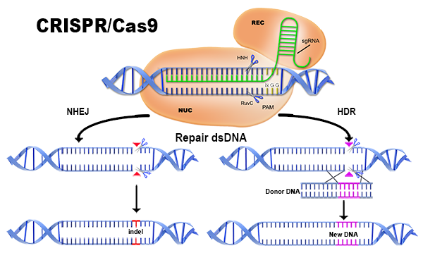 CRISPR Dual Editing Method