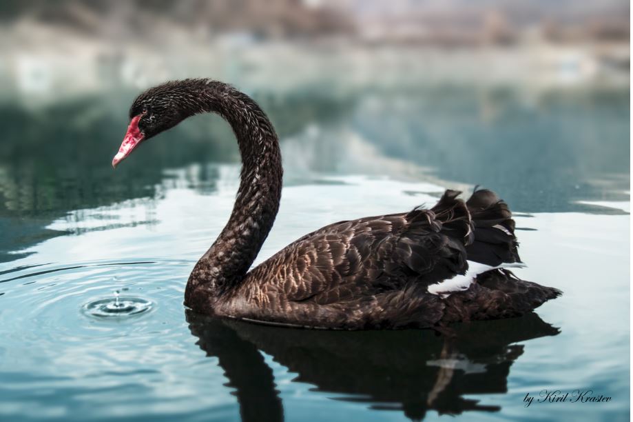 a-black-swan