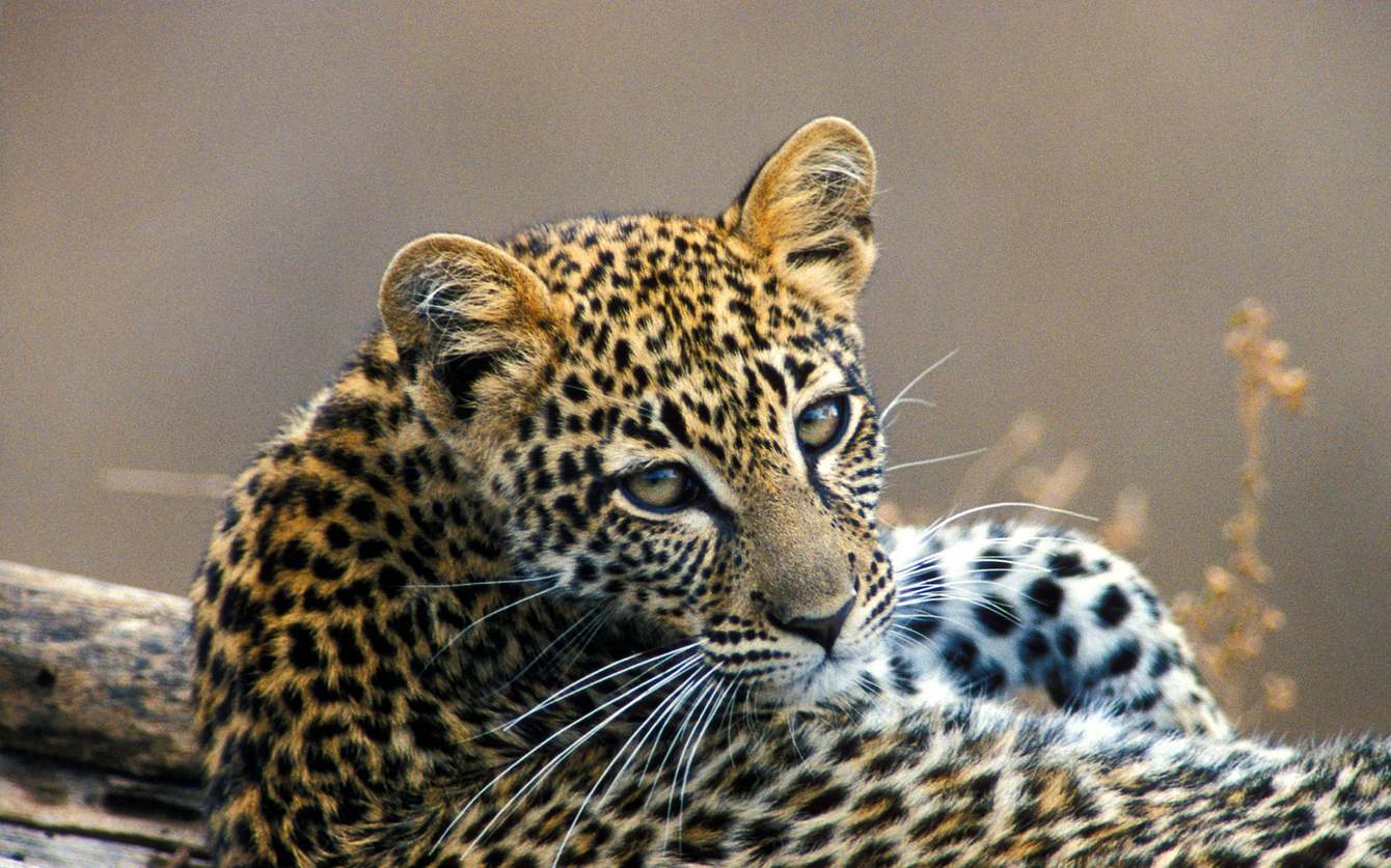 leopard-at-sabi-sands