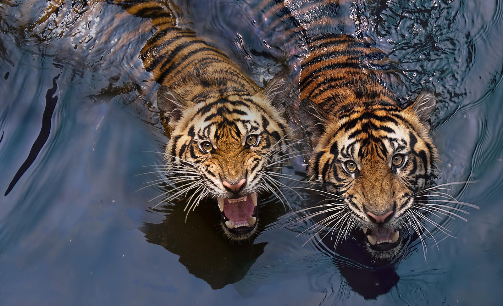 tigers_cover